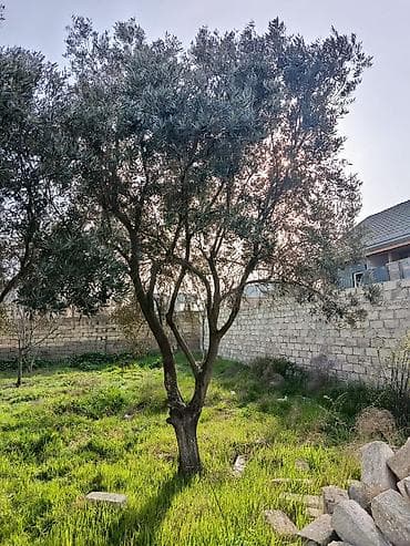 paulownia agaci: Zeytun ağacları – bağ və landşaft üçün - Növ: Zeytun (Oleа europaea) — 2