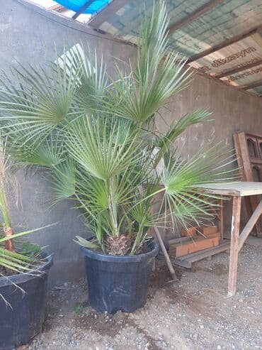 sultan daragi gülü: Деревья — 2