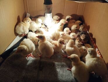 Hind toyuğu balaları (papaq) – təzə çıxım. Xüsusiyyətlər: - Cins — 2