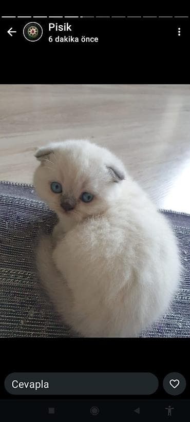 pişik cütleşdirmek: Şotland — 1