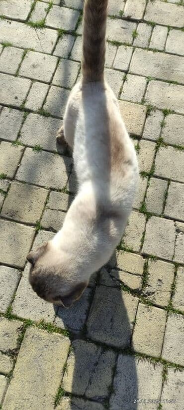 pişik çantasi: Şotland yastı qulaq, Erkək — 3