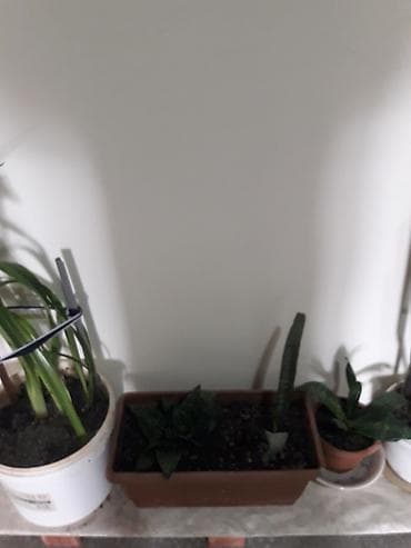 diffenbaxiya bitkisi haqqinda melumat: Məhsul: Sansevieria (Əjdaha dili, Qaynana dili) – müxtəlif ölçülərdə — 6