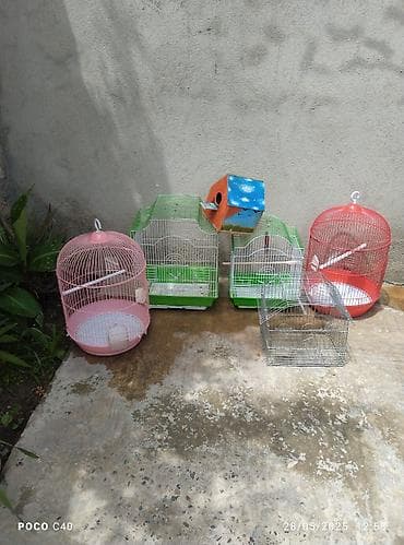 tap az pitbull: Taxta demir qefes kime hansi lazimdi yigsin qiymetleri max 10-70 Azn — 3