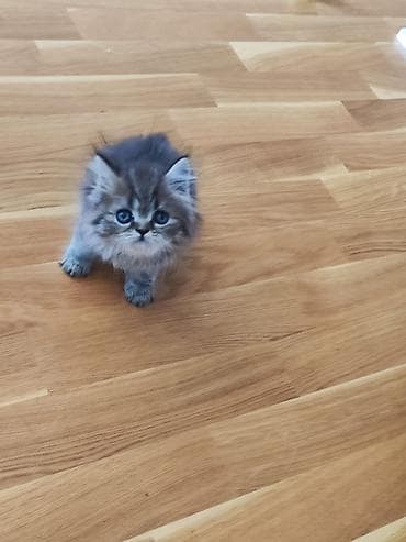 Tabbi — 3
