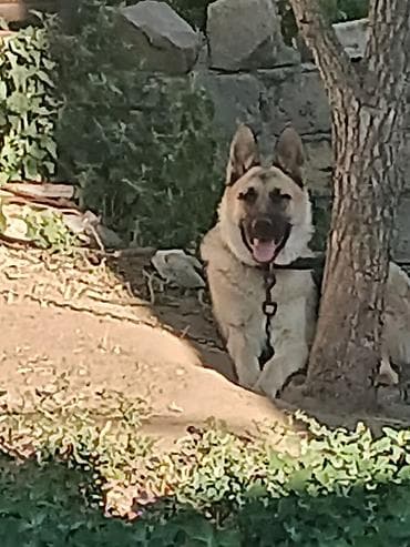 boyuk itler: Alman çoban iti, 1 il — 4