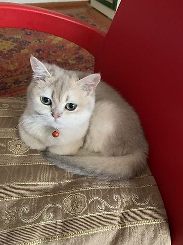 etibarlı ellere pisik: Britan, Dişi, Yaxşı əllərə — 5