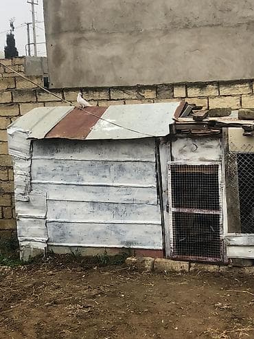 bülbül quşu: Salam tegizildilme quşlar satılır balalar balaca olduğuna gore quwxana — 5