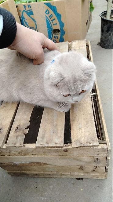 pişik alıram: Şotland yastı qulaq, Yaxşı əllərə — 2