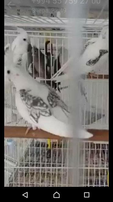 Göyərçinlər: Bir ədədi -100-azn 150 azn aq rəydə olanlar qiymət fərqli hazır — 6