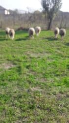 Коровы, быки: 8 ədəd quzıdı — 4