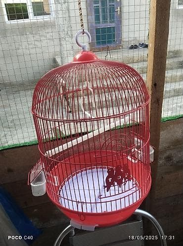 quş: Korella 35 manattan bozlar sarilar 45-50 Azn qefesde var 15-20 Azn — 4