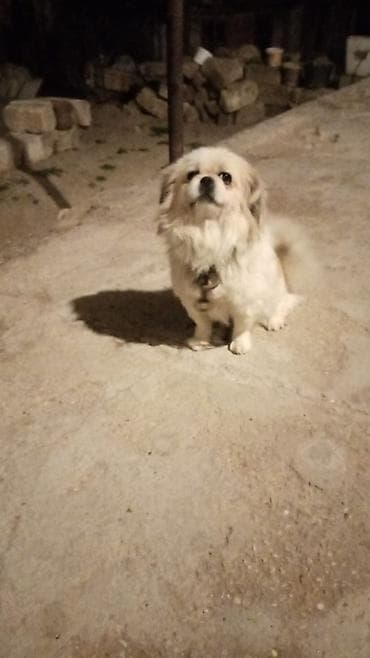 Heyvanlar üçün mallar: Pekines — 1