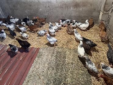 cuce satisi 2020: Toyuq, Ətlik, Ünvandan götürmə — 2