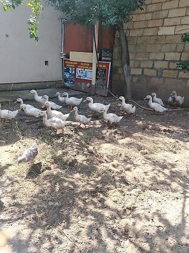zümrüd ördək: Salam gorduyunuz pekin ordeyler satilir hamsi saqlam heyvanlardi yer — 2