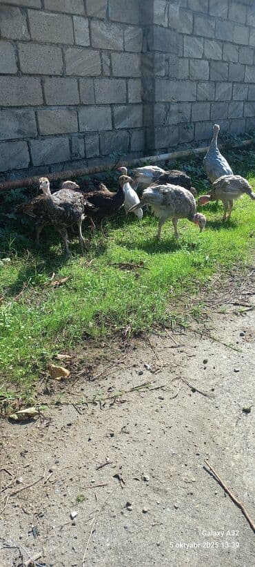 ingilis setter it cinsinin digər adı: Erkək, Damazlıq — 12