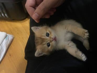 pişik: Britan — 4