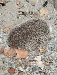 Gəmiricilər: Heyvan: Kirpi (Avropa kirpisi) Xüsusiyyətlər: - Təbii zərərvericilərə — 4