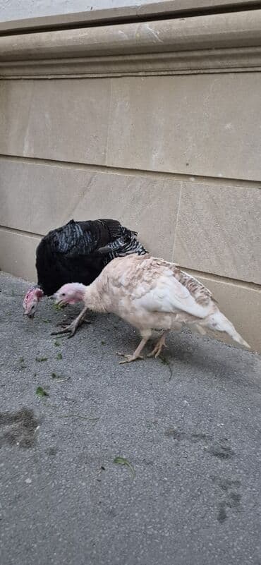 hinduşqa gəncə: Sağlam cavan hinduşqalardı cüt satılır.saxlamağa şərait olmadığı üçün — 3