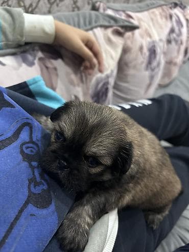 cins itlerin satisi: Pekines, 1 ay — 6