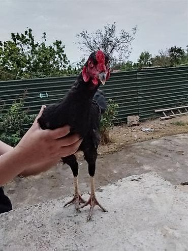 heyratı samo: Həyratı xoruz.7 aylıqdır və Güclüdür.Ödəniş razılaşma rolu ilə — 4