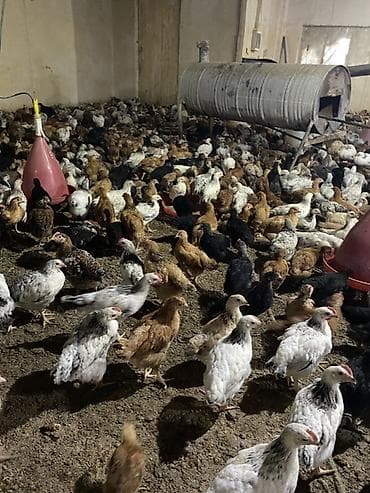 cüce yemi: Təsərrüfat üçün qarışıq yerli cins cücələr - Məhsul: Ətlik/yumurtalıq — 9