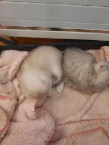 dişi pişik: Şotland yastı qulaq, Dişi, Yaxşı əllərə, Ünvandan götürmə — 2