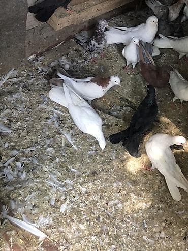 ev qus: Salam razılaşma yolu ile elaqe saxlayın Satışa müxtəlif rəng və cinsdə — 4