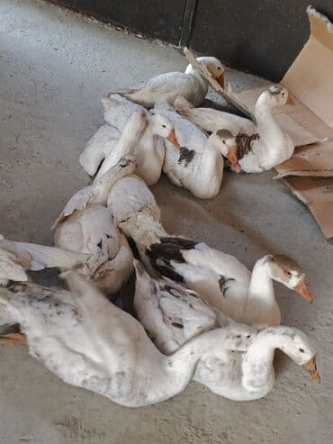 İtlər: Qazlar satilir — 2