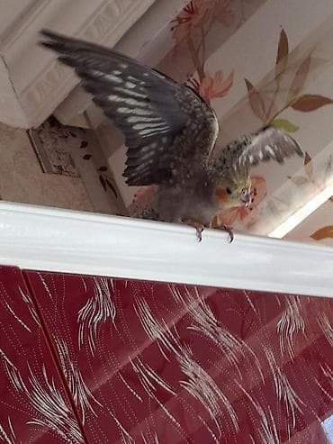 ev qus: Nimfa (cockatiel) tutuquşu - Rəng: boz-qara qarışıq lələklər, başda — 2