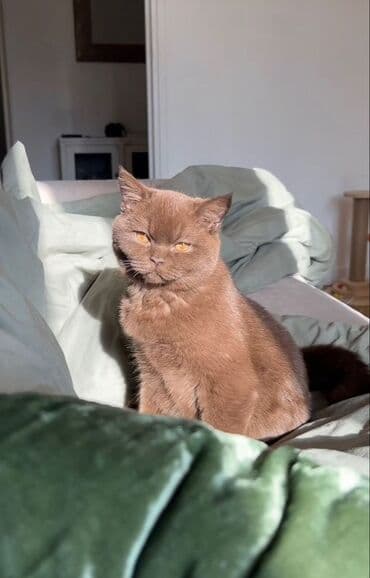 ucuz pişiy: Britan, Dişi — 2