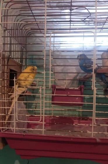 qarğa satışı: Satilir ünvan biləcəri — 2