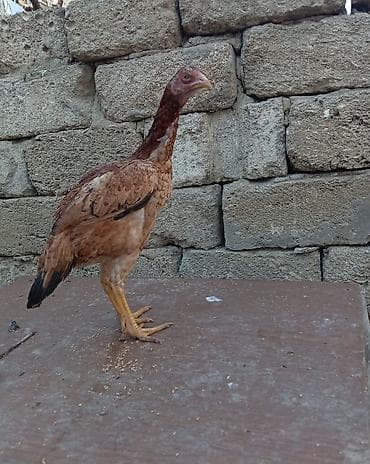 Salam aleykum təmiz türk fərədi 7 aylıq. Yumurtaya düşməyinə az qalıb lalafo.az -da Salam aleykum təmiz türk fərədi 7 aylıq. Yumurtaya düşməyinə az qalıb