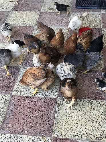 heyrati cucesi: Toyuq cücələri, Ətlik, Ödənişli çatdırılma, Ünvandan götürmə — 1