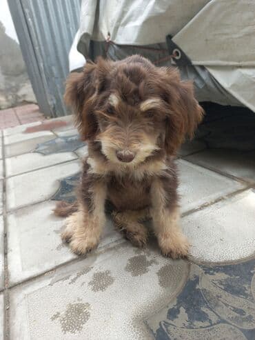 cau cau iti satilir: 3 ay, Erkek, Ünvandan götürmə — 5