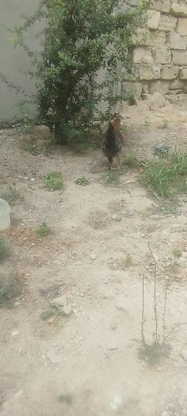 hamster satisi: Cəmi 4 eded cavan kənd xoruzlar idi tecılı satilirMəhsul: Yerli — 2