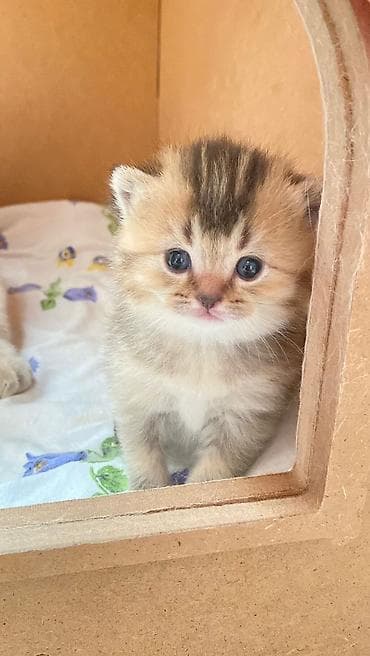 pisiy cantasi: Qızıl şinşilla — 5