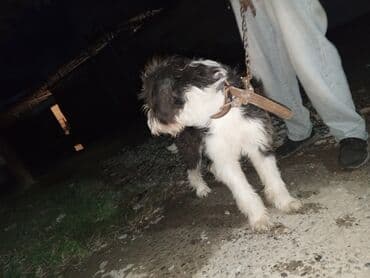 сколько стоит миниатюрный пудель: Пудель, Самец — 1