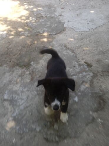 haski it adlari: Xaski, 1 ay, Erkek, Peyvəndli — 2