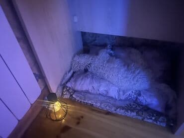 мальтийская болонка баку: Пудель, 8 месяцев, Самец, С прививками, Бесплатная доставка — 1