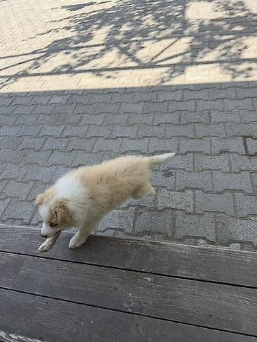 itl: Heyvanın tipi, dog Cinsi border collie 2 aylıq baladır anasının — 2