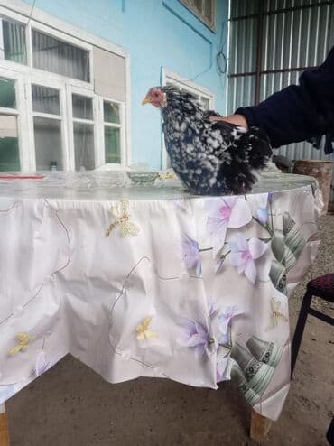 cuce ucun yem qablari: Toyuq cücələri, Damazlıq, Ödənişli çatdırılma — 7