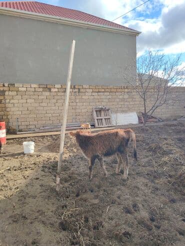 sudluk inekler satisi: Super aglam saxlamali danalardi — 3