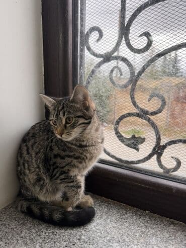 heyvanlara verilen adlar: Tabbi, Dişi, Yaxşı əllərə — 2