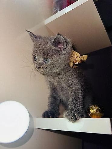 ucuz pişik: Şinşilla — 8