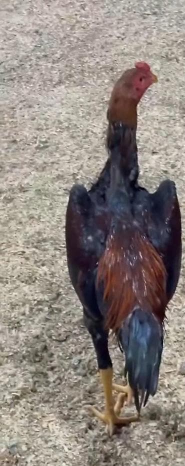 maine coon azerbaycan: Şəkil diqqət ücndü 4 ördəg balası satlır parterdə var heyrati — 1