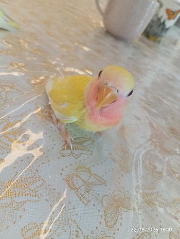 akvarium az: 🐦 Sevgi (nerazlucnik) papuqayı balaları satılır 🐣 Şəkildə gördüyünüz — 6
