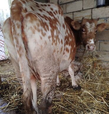 Mal-qara: Qısır Ətlik Kök İnək Kimə lazımdır Əlaqə saxlasın — 2