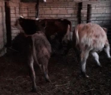 Pişiklər: Satlıq buzovlar - Növ: Dana/buzov (iri buynuzlu heyvan) - Say — 2