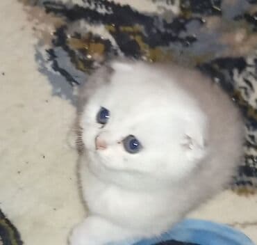 Quşlar: Şinşilla, Dişi — 2