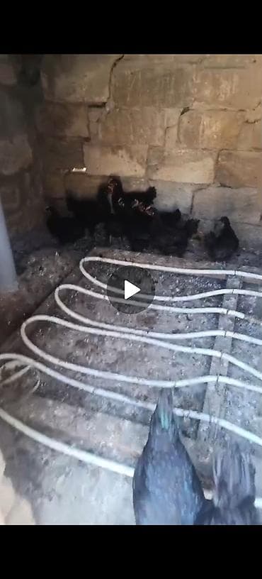 maral sekli: Avstoroq cuceleri 2si 2ayliqdir qalani 1ay yarımlıq ünvan Nardaran — 4